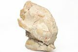 Fossil Running Rhino (Hyracodon) Partial Skull - Wyoming #216118-3